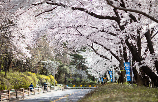 사진 - 경기도는 차를 타고 비대면으로 코로나19로부터 안전하게 봄꽃을 즐길 수 있는 드라이브 코스를 소개했다. [출처-경기도청]